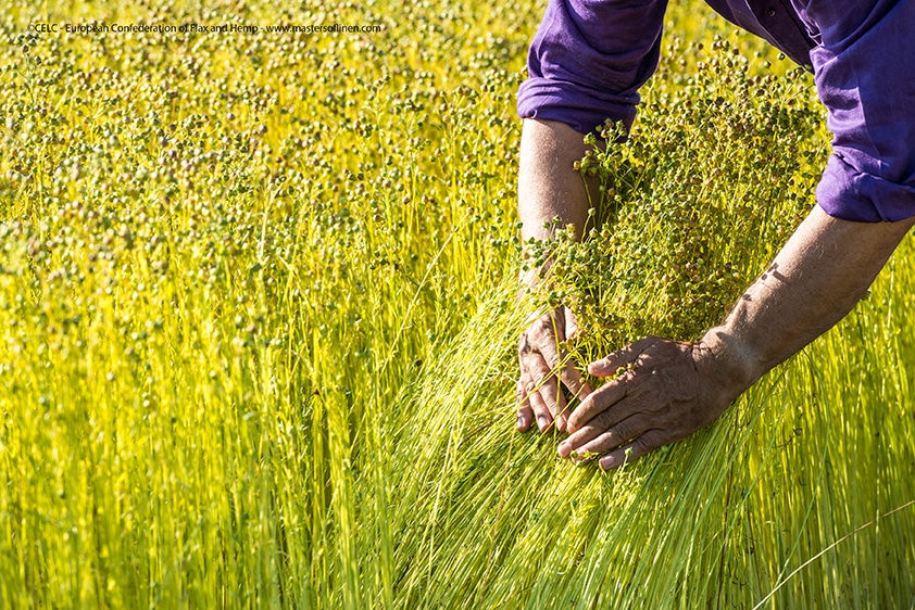 la plante de lin écologique