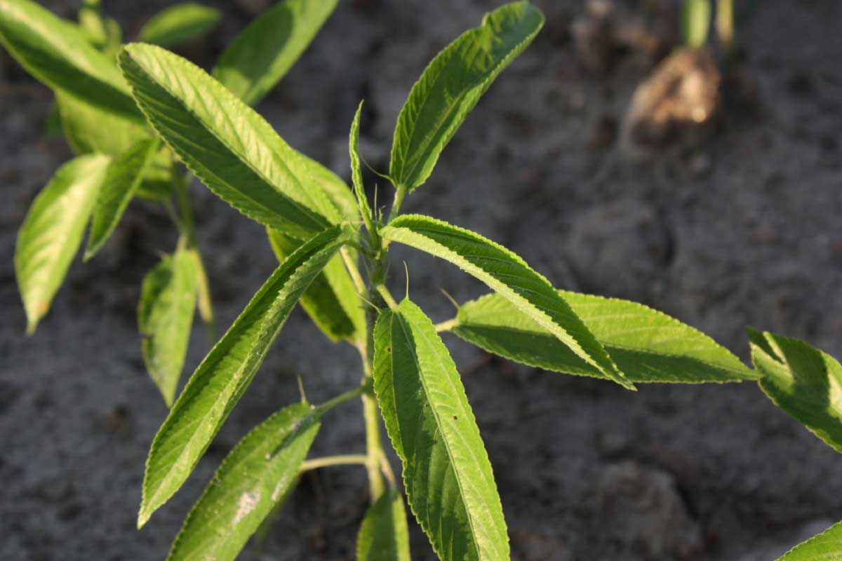 Les secrets des sacs en toile de jute Bhallot