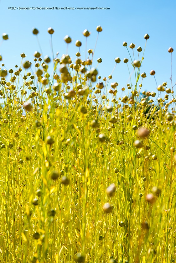 la plante de lin